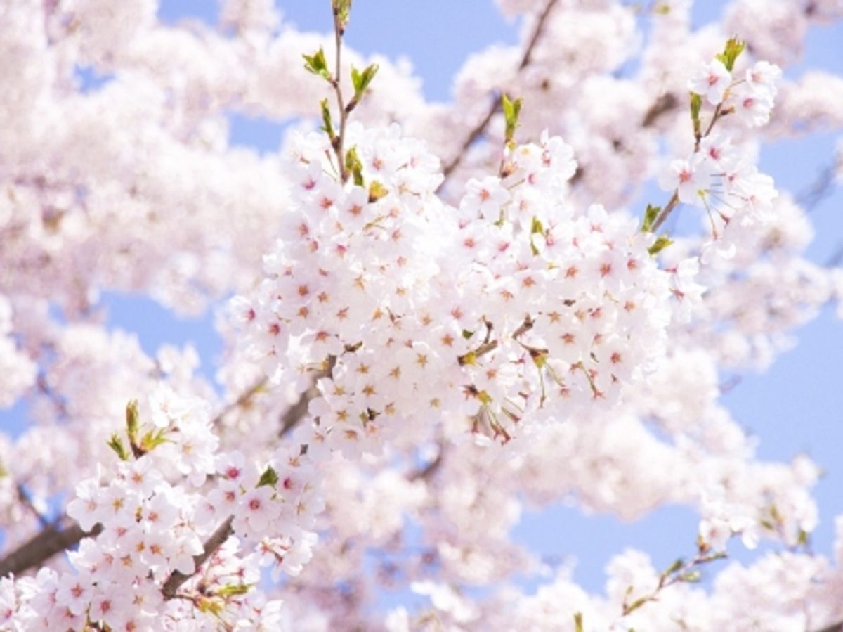 桜の絶景お花見スポットランキング